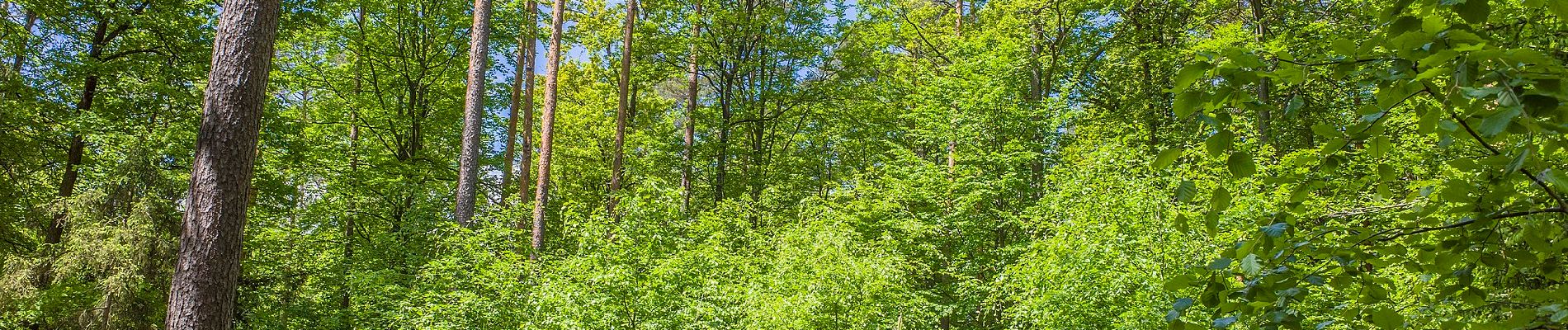 Tour Zu Fuß Kirchlauter - Rundwanderweg Milan Kirchlauter - Photo