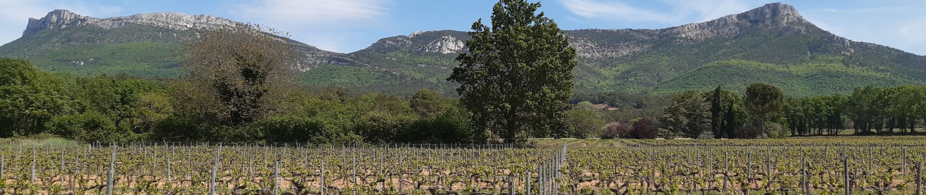 Randonnée Marche Trets - Trets Sentier Viticole - Photo