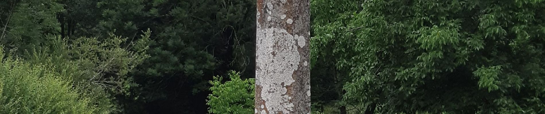 Excursión Senderismo Trélans - Les plagnes à Saint Chely l'aubrac  - Photo