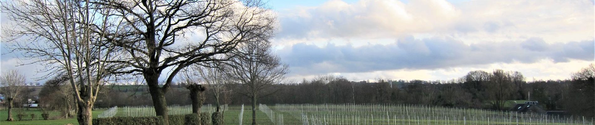 Randonnée Vélo de route Aubel - Tour des vignes de la coopérative Vin du Pays de Herve - Photo