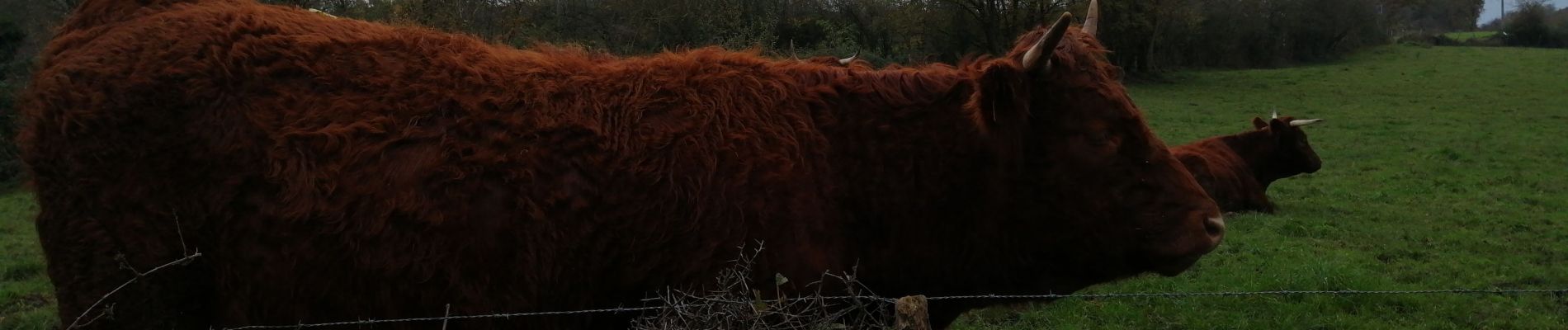 Tour Wandern Sprimont - À la recherche de petits chemins - Photo