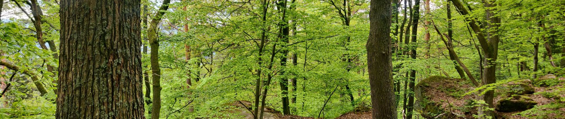 Percorso Equitazione Still - 2021-05-24 Picnic Elmersforst depuis Oberhaslach - Photo