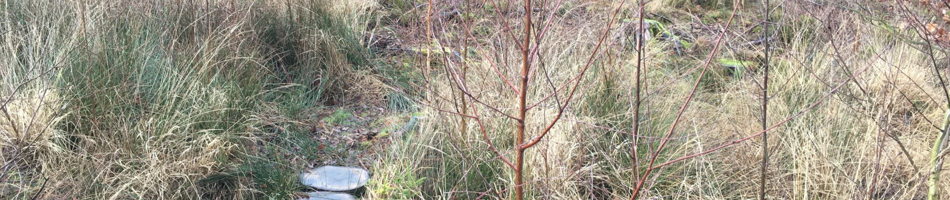 Tour Wandern Lierneux - Trou de bra  - Photo