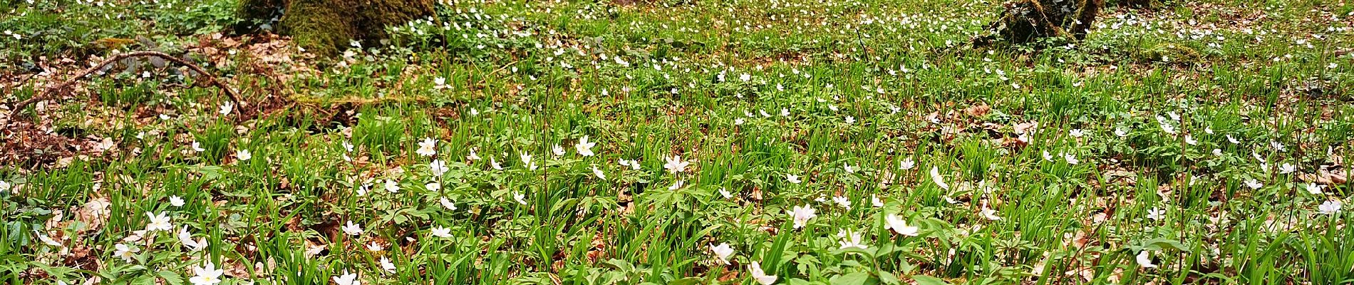 Percorso A piedi Gräfendorf - Ortswanderweg Gräfendorf 4 - Photo