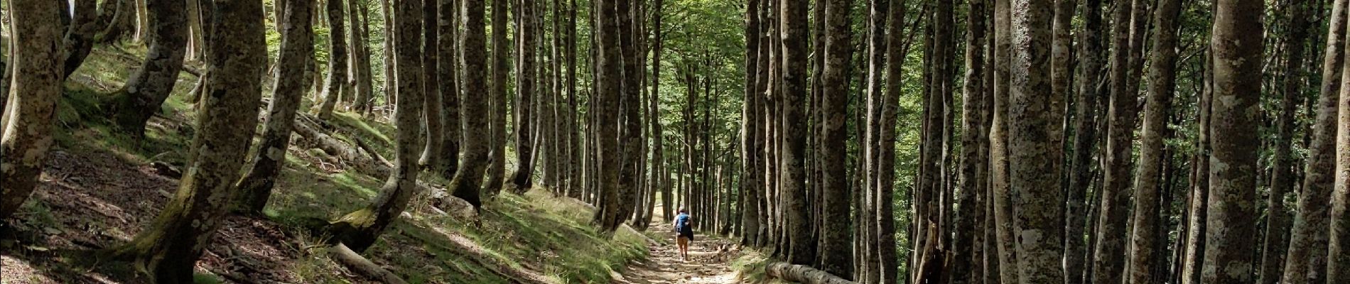 Tocht Stappen Saint-Michel - compostelle - camino Frances J2 : de Orisson à Espinal - Photo