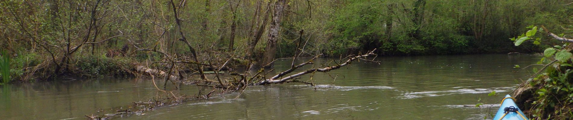 Point d'intérêt Voulon - Arbre 2022 4 - Photo