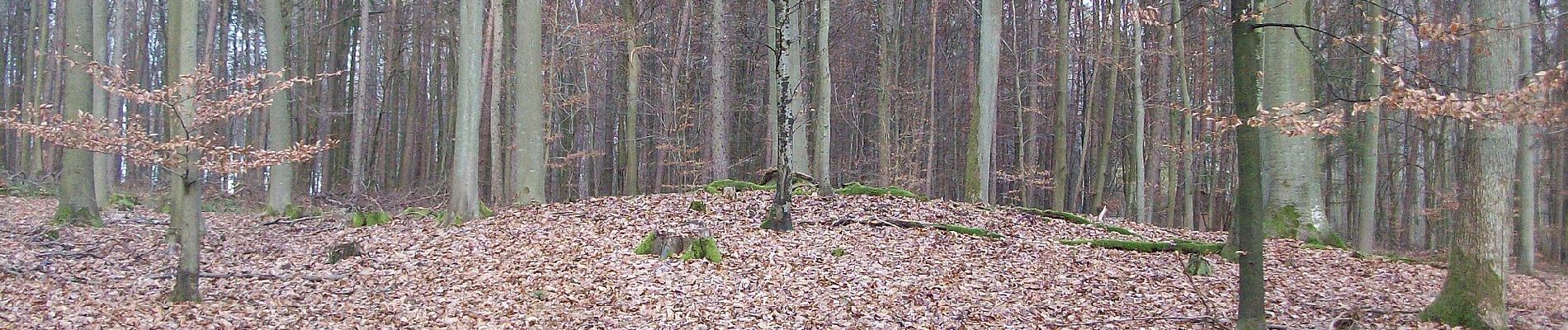 Tocht Te voet Obernburg am Main - Rundwanderweg Waldhaus Obernburg 2: Torturm-Weg - Photo