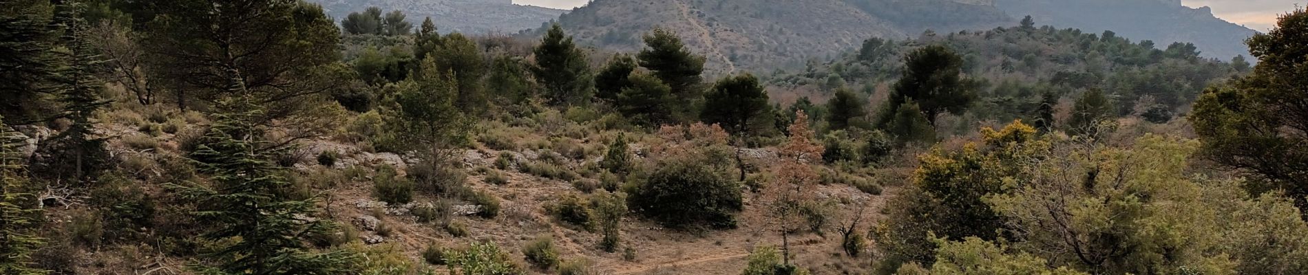Trail Walking Plan-d'Aups-Sainte-Baume - Plan d'Aups-02-03-22 - Photo