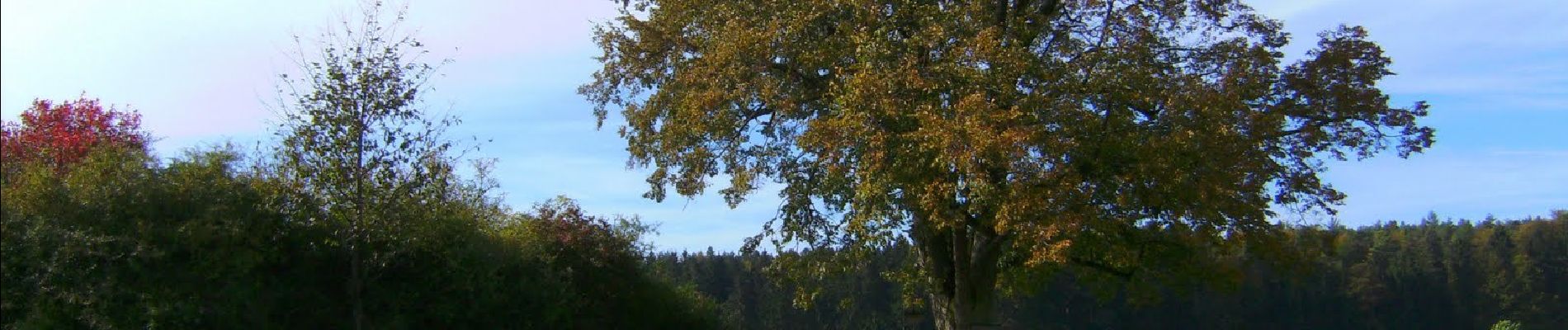 Tour Zu Fuß Pottenstein - Prüllsbirkig Rundweg Grüner Ring - Photo