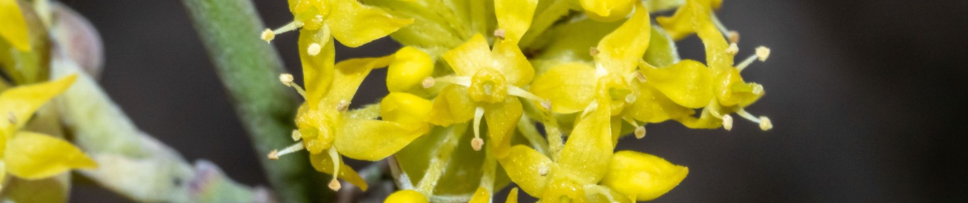 Punto di interesse Gigondas - Cornus mas - Photo