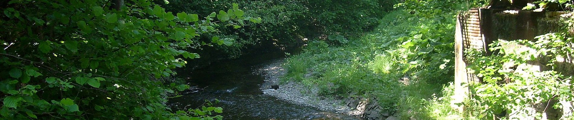 Percorso A piedi Hainichen - Naturlehrpfad Kleines Striegistal - Photo