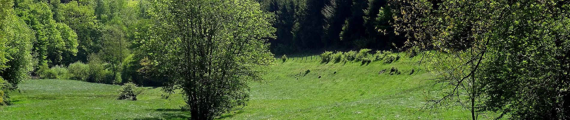 Percorso A piedi Meschede - Calle Rundweg C2 Hardt/Welsberg - Photo