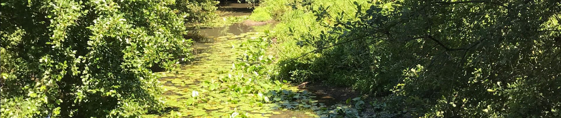 Trail Walking Sion-les-Mines - 09.07.2019 - de SION les MINES à ST AUBIN DES CHÂTEAUX  - Photo