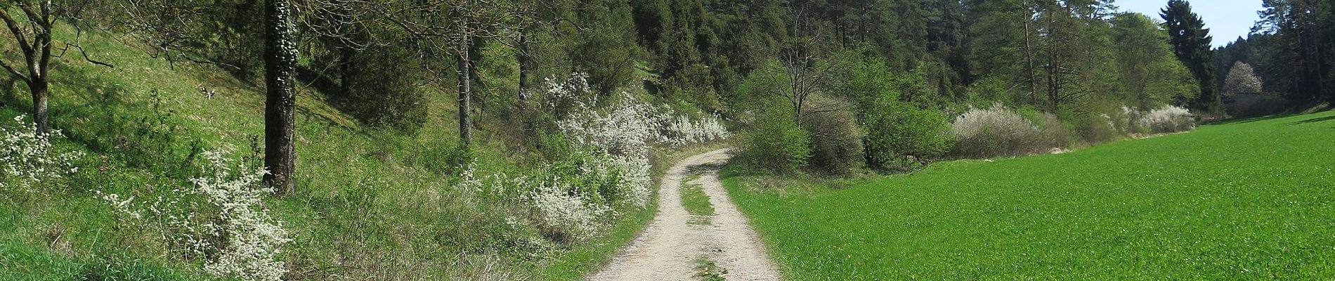 Tour Zu Fuß Wonsees - Wacholderweg Wonsees - Photo