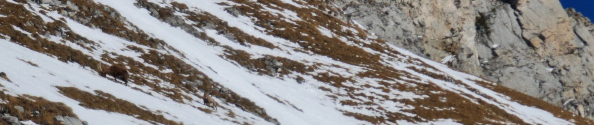 Randonnée Raquettes à neige Pralognan-la-Vanoise - Bachor - Photo