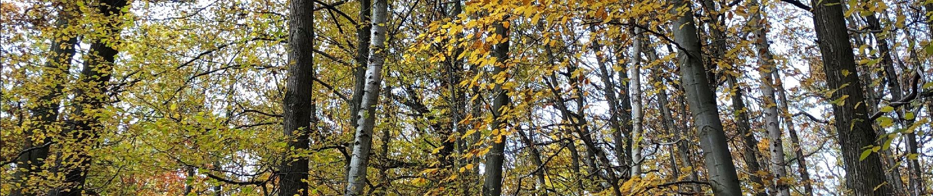 Excursión Senderismo Versalles - Vallée de la Bievre au départ de Versailles  - Photo