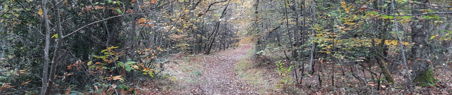 Tocht Stappen Cardeilhac - arboretum de cardeilhac  - Photo