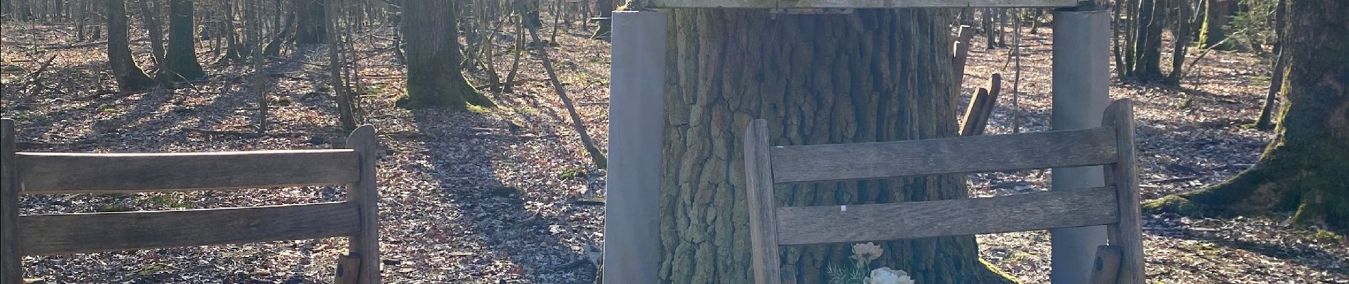 Tocht Stappen Durbuy - Petit Han Chêne à l’imagr - Photo