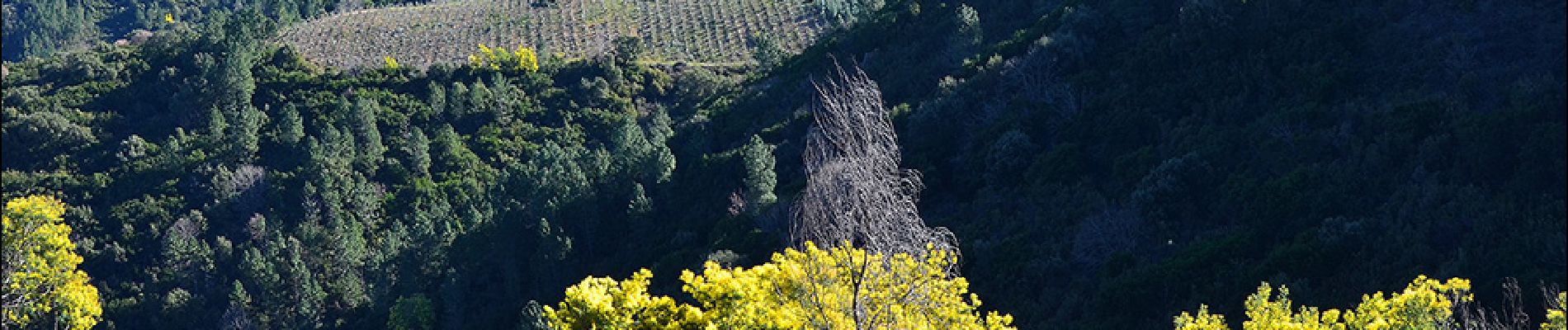 Excursión Senderismo Tanneron - Tanneron par Les Farinas - Photo