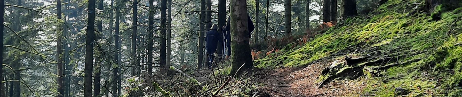 Tocht Noords wandelen Écouves - sur les chemins de trail en Ecouves  - Photo