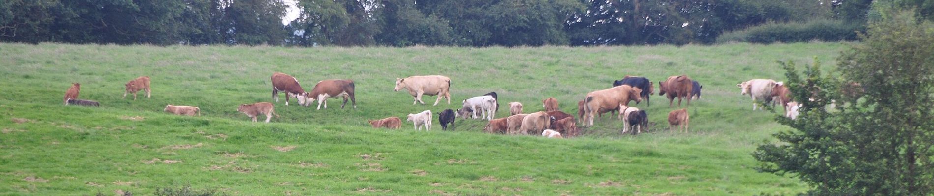 Percorso A piedi Mid Devon - Uffculme Village Trail - Photo