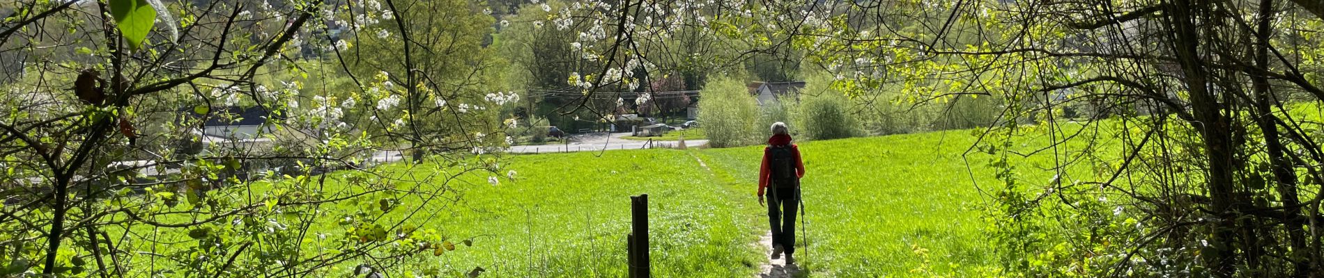 Randonnée A pied Lasne - Lasne pepere - Photo