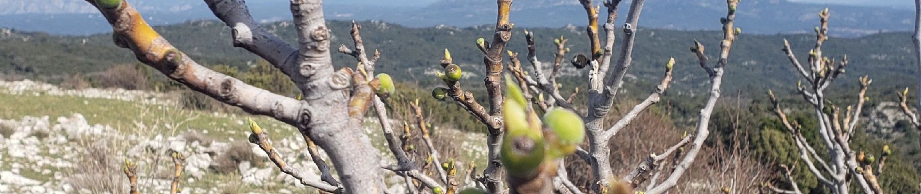 Randonnée Marche Vauvenargues - petite marche Sainte Victoire - Photo