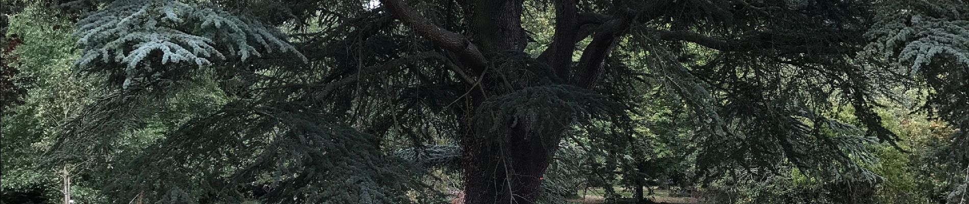 Randonnée Autre activité Le Chesnay-Rocquencourt - Arboretum de Chevreloup - Photo