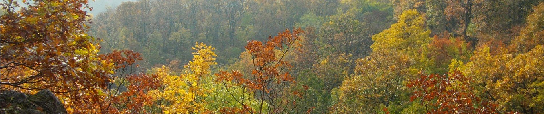 Excursión A pie Desconocido - Z↺ (Szépjuhászné, autóparkoló - Hárshegyi körút - Szépjuhászné, autóparkoló) - Photo