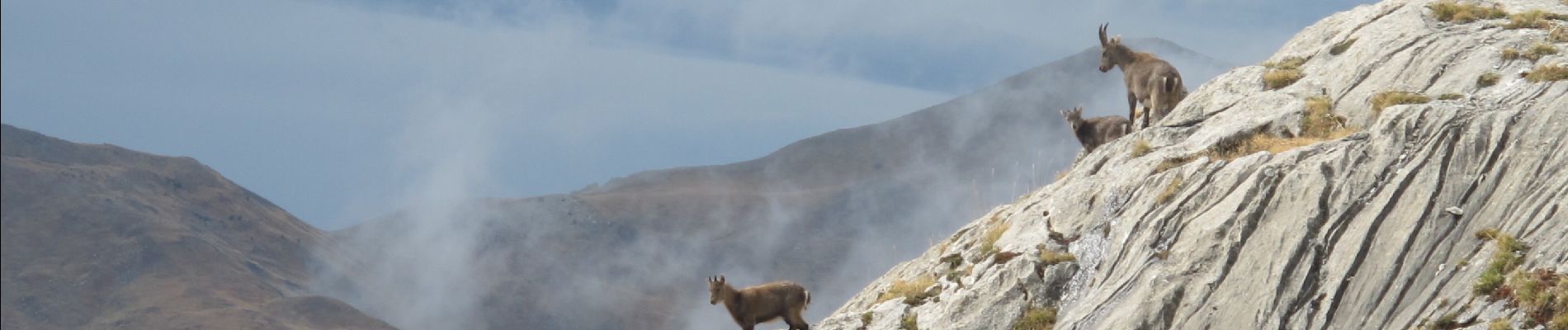 Tour Wandern Enchastrayes - Tour des Brecs - Photo