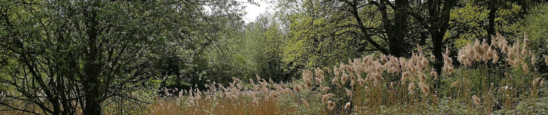 Point d'intérêt Blegny - Etang dans le terrain derrière la caserne - Photo