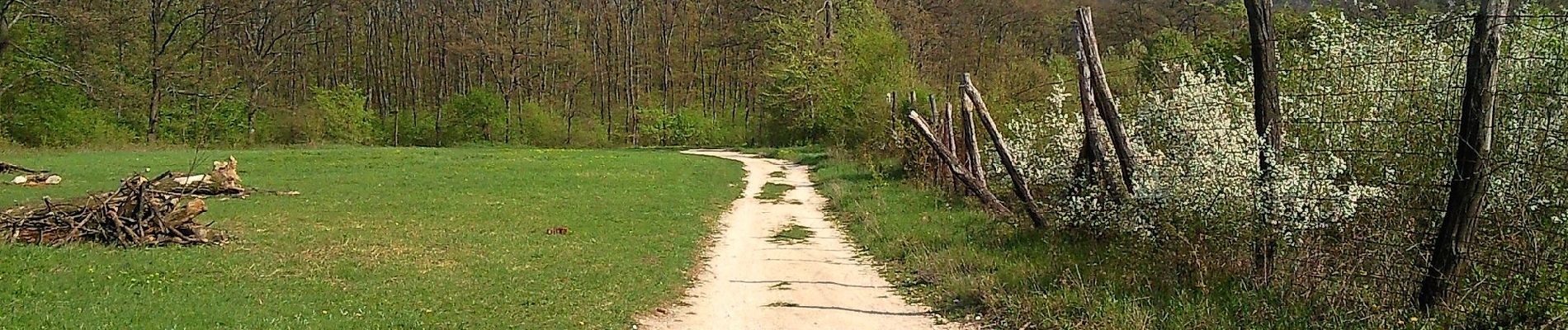 Excursión A pie Nagykovácsi - Sisakvirág tanösvény (Nagykovácsi, Homok-hegy alja - Nagy-Kopasz - Hidegvölgyi-erdészlak am.) - Photo