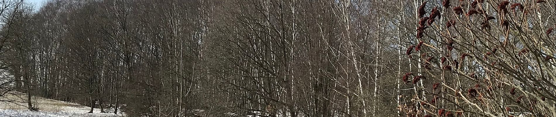 Tocht Te voet Theuma - DE-Wanderweg Roter Balken Großraum Lengenfeld - Photo