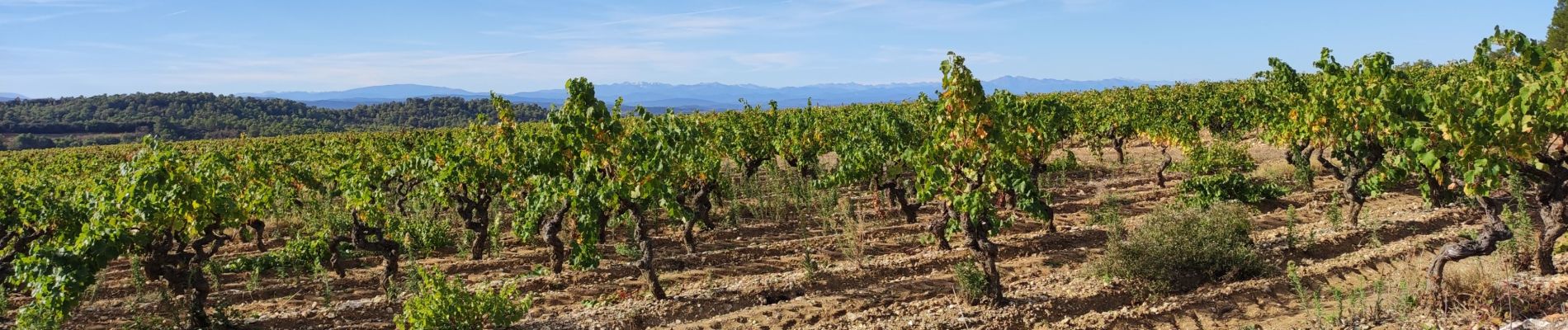 Excursión Senderismo Villeneuve-Minervois - virades 2024 - Photo