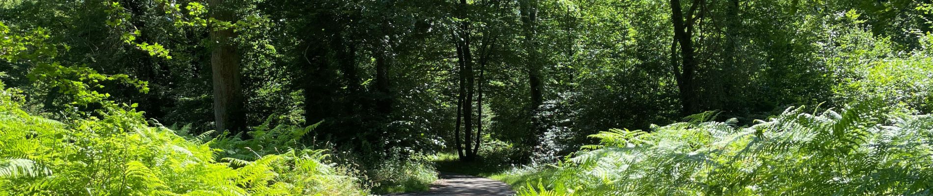 Tour Wandern Vieux-Moulin - en foret de Compiègne_38_07_2021_sur la Route Eugénie - Photo