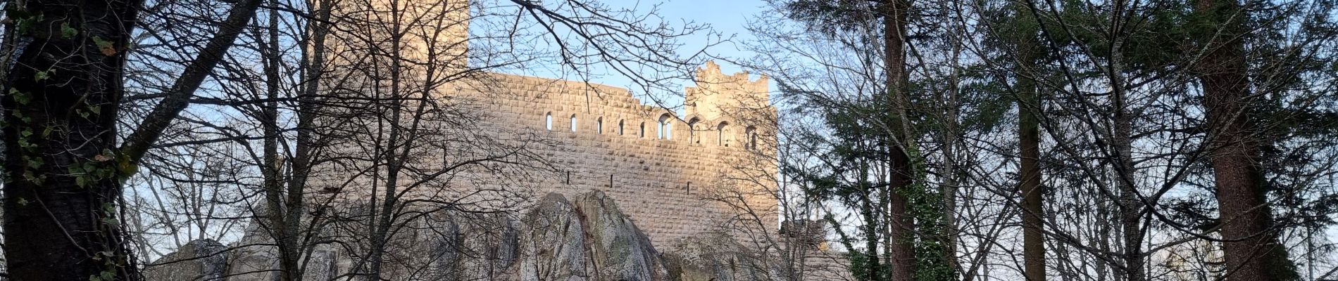 Tour Wandern Dambach - ARCA Schulwaldplatz - Photo