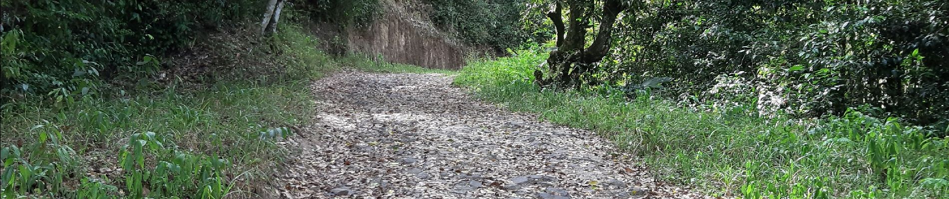 Randonnée Marche Les Trois-Îlets - Haut de la pagerie vers Ancinel - Photo