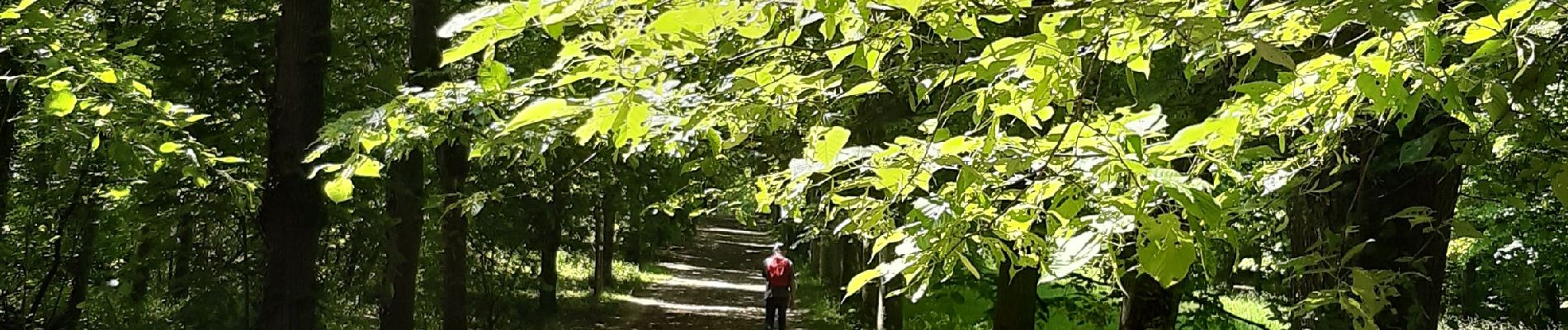 Tour Wandern Yerres - Yerres Leo Lagrange,Limeil ,Étoile  - Photo