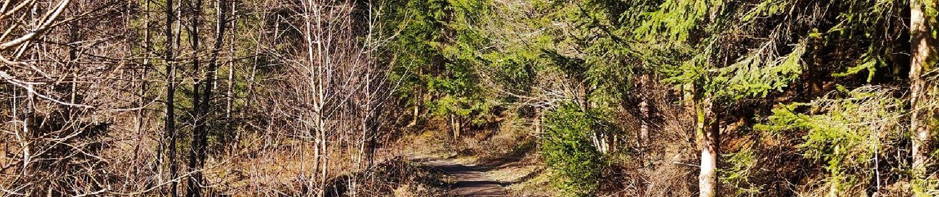 Excursión Senderismo Houffalize - Promenade de la Vallée des fées  - Photo