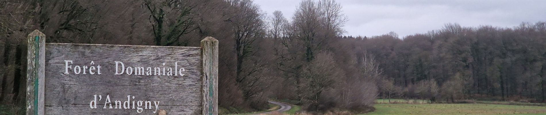 Tocht Stappen Seboncourt - forêt d'andigny - Photo