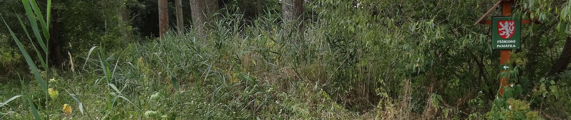 Excursión A pie Úvaly - Přírodní park Škvorecká obora – Králičina - Photo