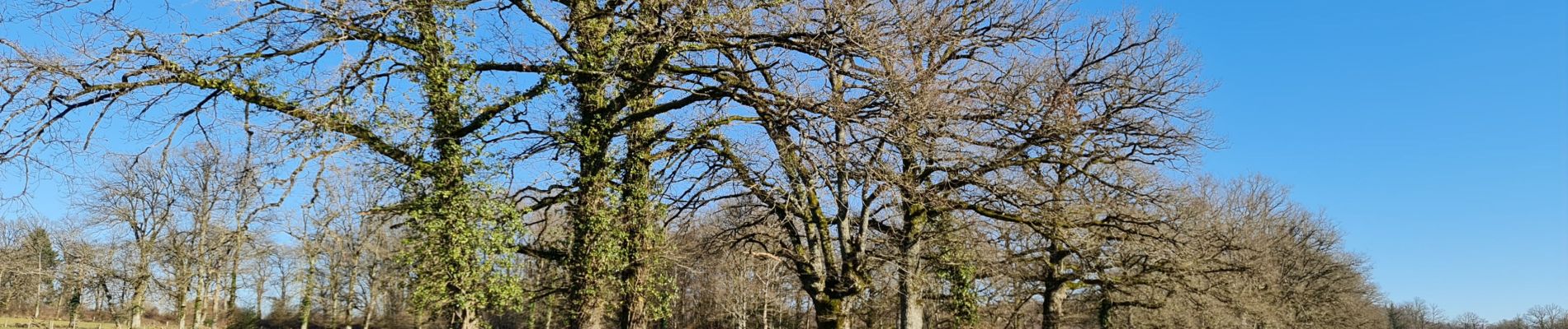 Randonnée Marche Verneuil-sur-Vienne - trachepie - Photo