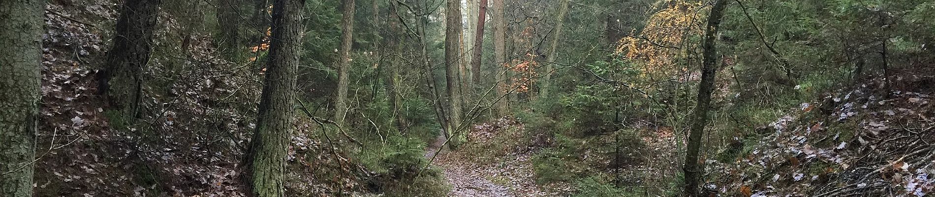 Trail On foot Buchholz in der Nordheide - Ho-Se Roter Rundwanderweg - Photo