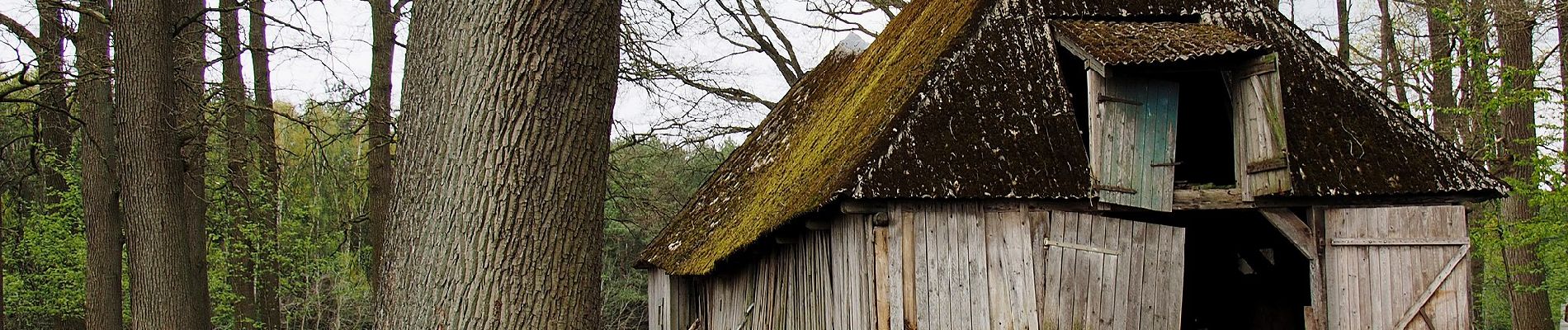 Percorso A piedi Südheide - Südheide 'Im Reich der Heidschnucken' W10l (lange Tour) - Photo