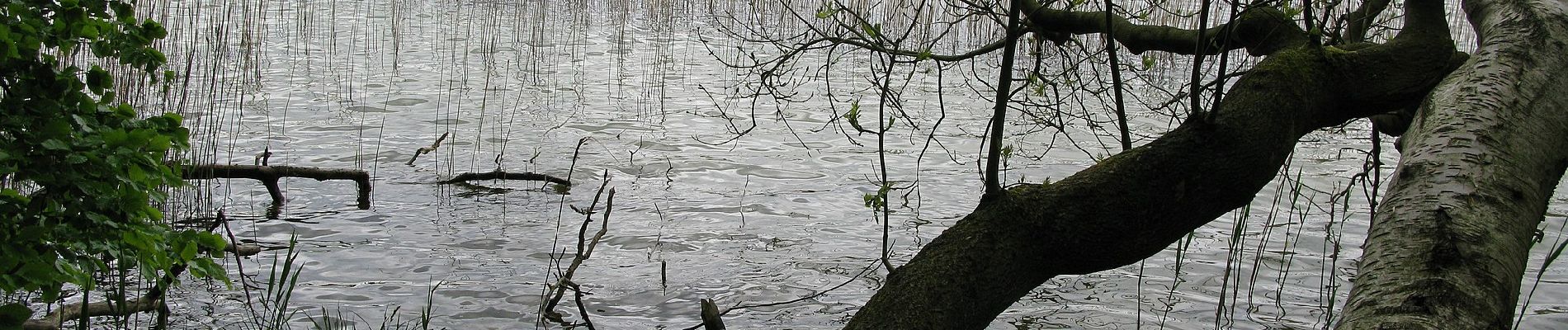 Percorso A piedi Schwarz - Rundweg Wummsee - Photo