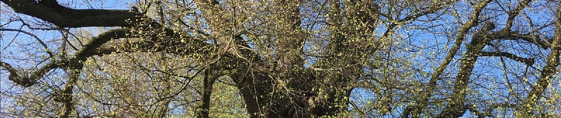 Randonnée A pied Eldingen - Südheide 'Wo Jafelbach und Lachte sich küssen' W22m (mittlere Tour) - Photo