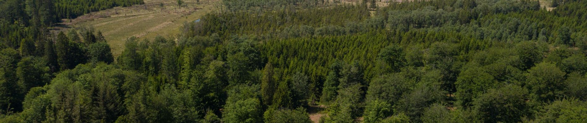 Tour Wandern Tenneville - Balade pédestre de Bilaude - Photo