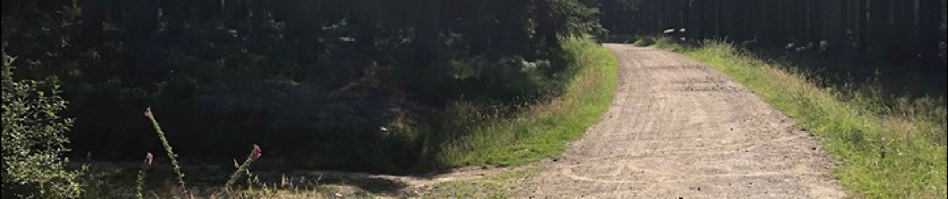 Tour Wandern Malmedy - Découverte de la Fagne par le Bayehon (déplacement en bus, retour à pieds) - Photo