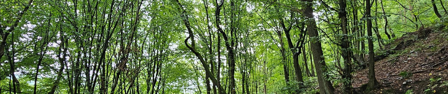 Tour Wandern Chaudfontaine - Chaudfontaine  - Bois les Dames - Photo