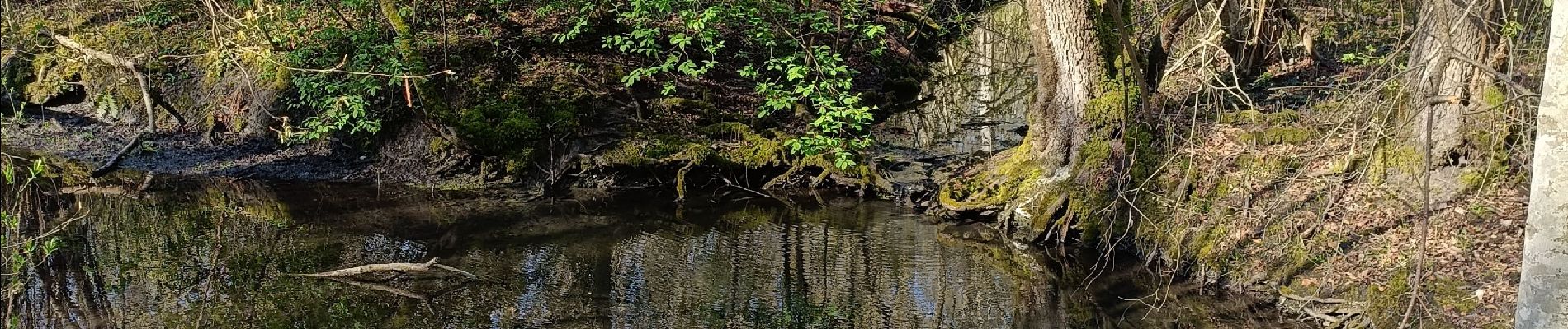 Percorso Marcia Erstein - ail des ours source du Bronnenwasset - Photo